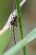 Слика од Macrothemis musiva Calvert 1898