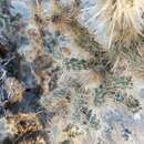 Image de <i>Cylindropuntia chuckwallensis</i>