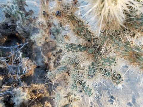 Image de <i>Cylindropuntia chuckwallensis</i>