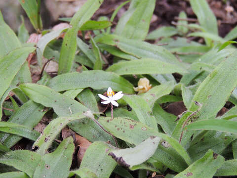 Image of Hypoxis membranacea Baker