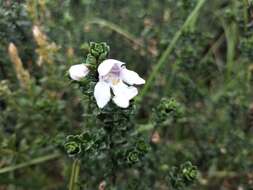 Imagem de Prostanthera cuneata Benth.