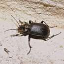 Image of Calosoma (Castrida) argentinense Csiki 1927