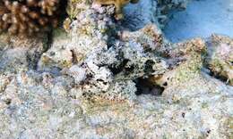 Image of Raggy scorpionfish