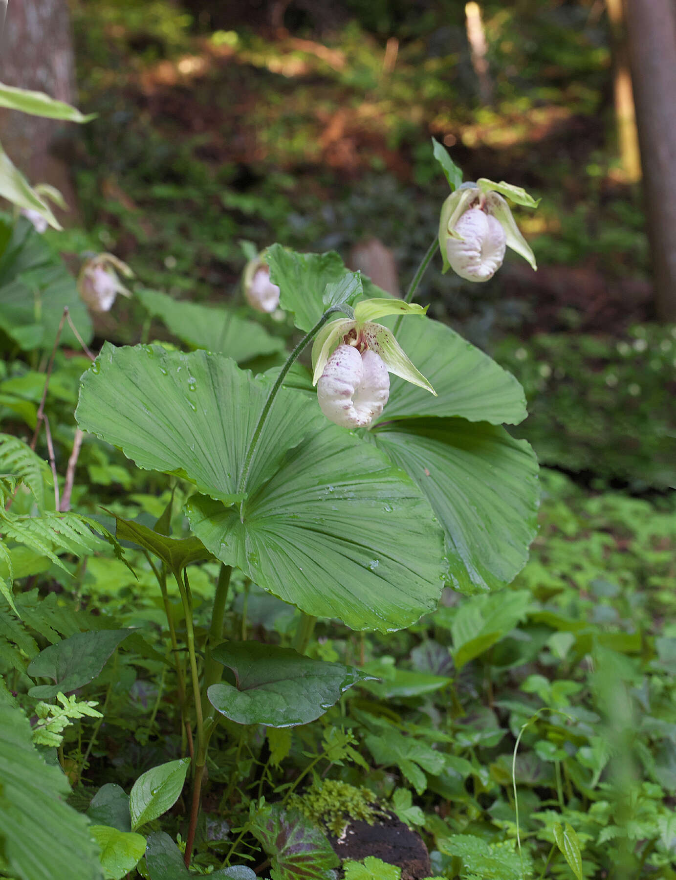 Image of Korean ladyslipper