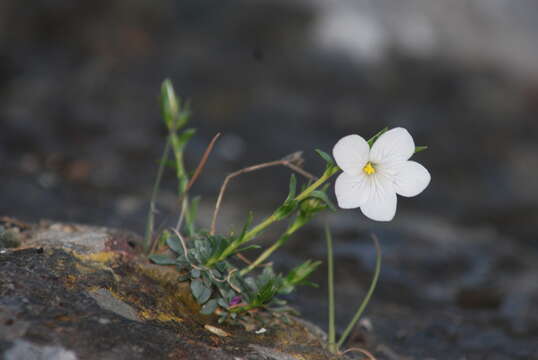 Image of Linum leucanthum Boiss. & Spruner