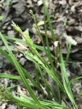 Image of Sharp-Scale Sedge