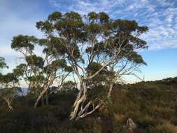 Image de Eucalyptus pauciflora subsp. parvifructa K. Rule