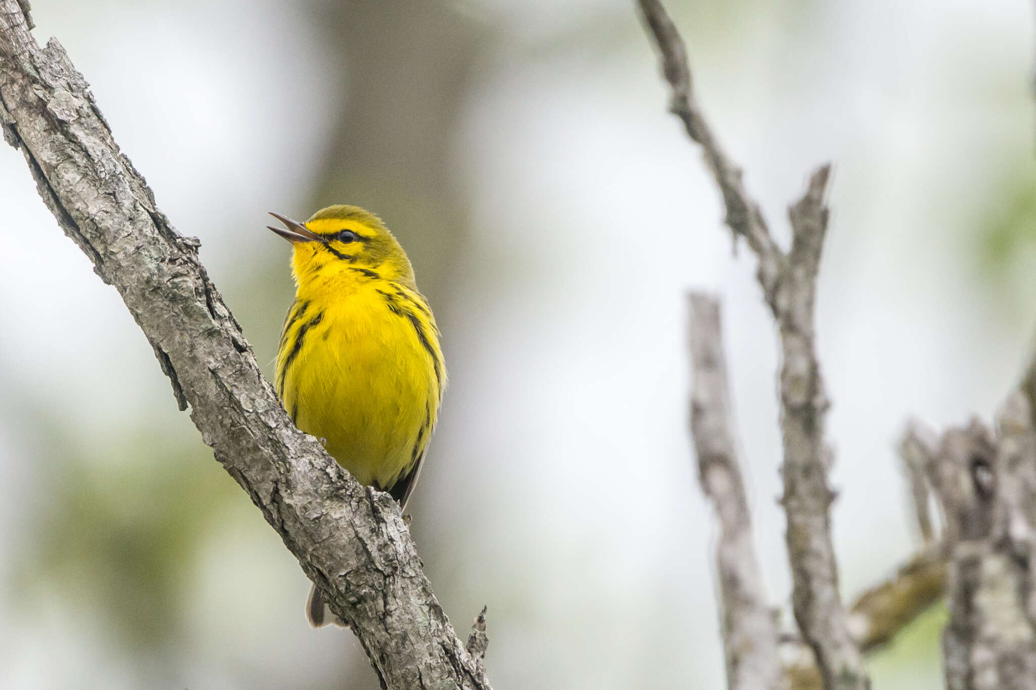 Image of Prairie Warbler