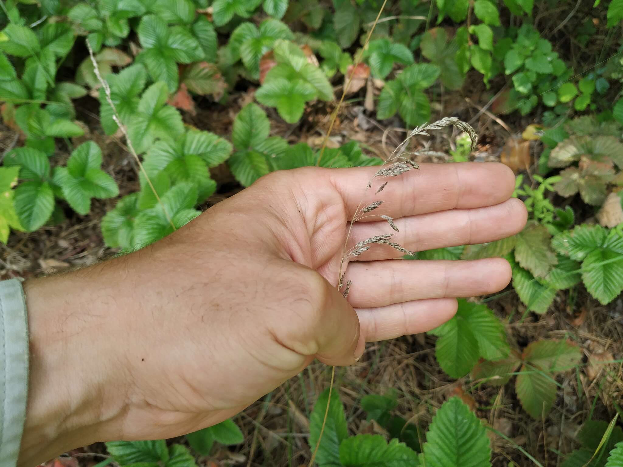 Image of narrow-leaved meadow-grass