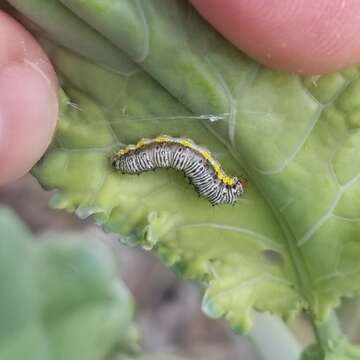 Image of Cross-striped Cabbageworm