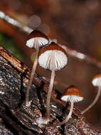 Sivun Mycena mulawaestris Grgur. 2003 kuva