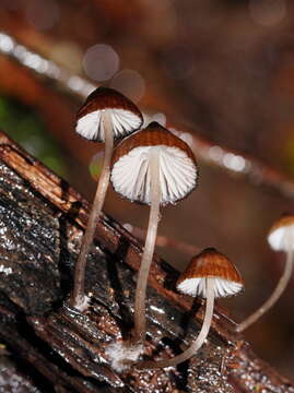 Sivun Mycena mulawaestris Grgur. 2003 kuva