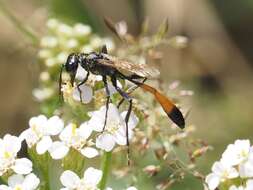 Image de Ammophila campestris Latreille 1809