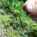 Image of Midland Clubtail