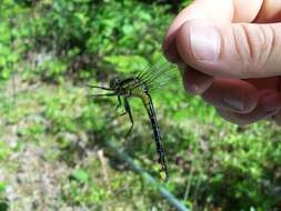 Gomphurus fraternus (Say 1840) resmi