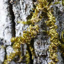 Image of Nuttall's homalothecium moss