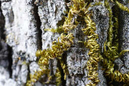 Image of Nuttall's homalothecium moss