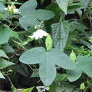 Image of Passiflora eichleriana Mast.