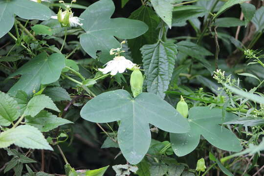 Passiflora eichleriana Mast. resmi