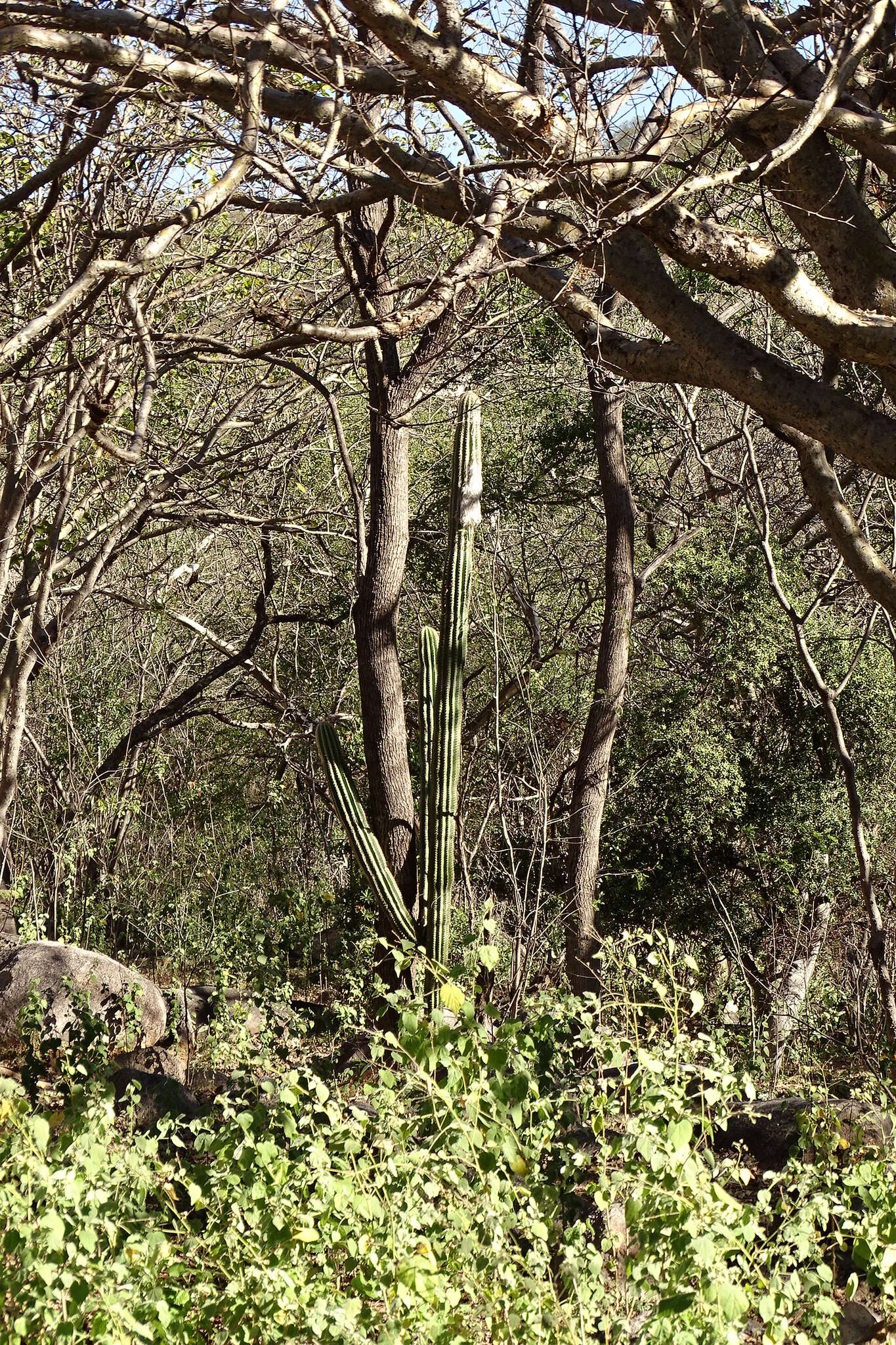 Image of Pilosocereus alensis (F. A. C. Weber ex Rol.-Goss.) Byles & G. D. Rowley