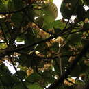 Sivun Litsea floribunda (Bl.) Gamble kuva