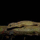 Image of Estado Aragua Gecko