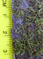 Image of Frullania deplanata Mitt.