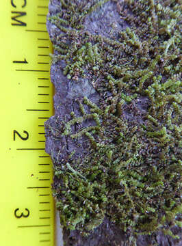 Frullania deplanata Mitt.的圖片