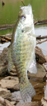 Image of White Crappie