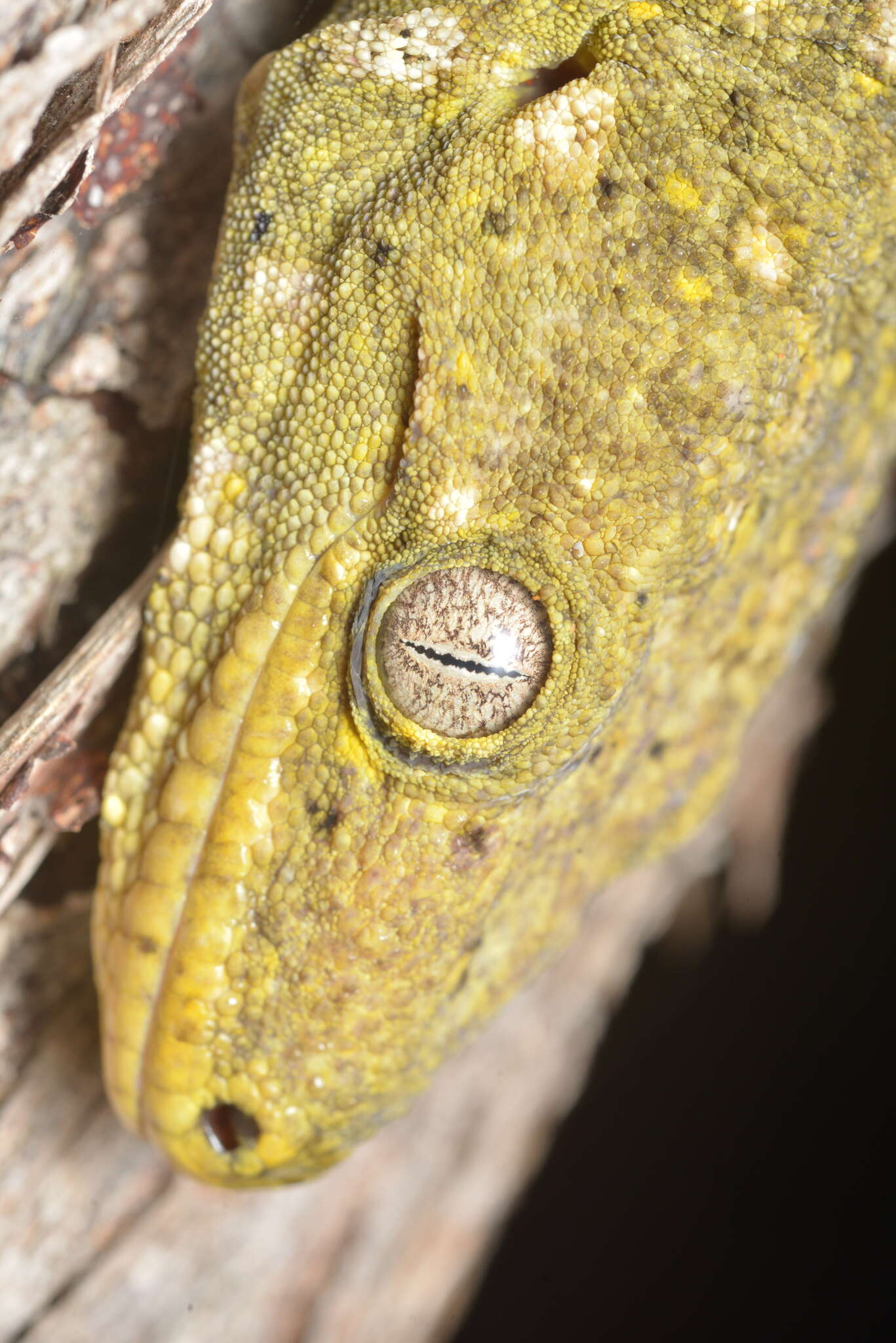 Image of New Caledonia Giant Gecko