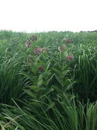 Image of common milkweed