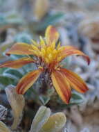 Image of Jones' false goldenaster