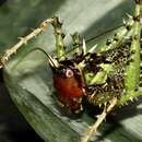 Image of Panacanthus varius Walker & F. 1869