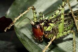 Image of Panacanthus varius Walker & F. 1869