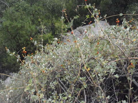 Image de Lonicera interrupta Benth.