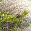 Image of Veronica macrantha var. brachyphylla Cheesem.