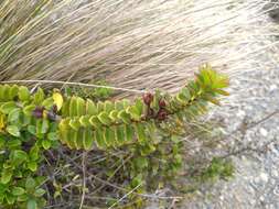 Image of Veronica macrantha var. brachyphylla Cheesem.