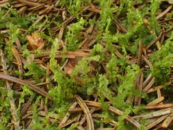 Image of Bifid Crestwort