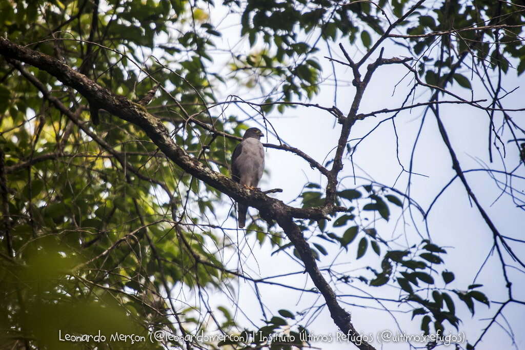 Image of Rufous-thighed Kite