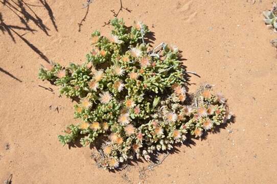 Image of Mesembryanthemum oculatum N. E. Brown