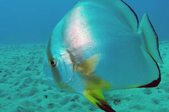 Image of Orbicular batfish