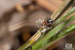 Image of Habronattus alachua Griswold 1987