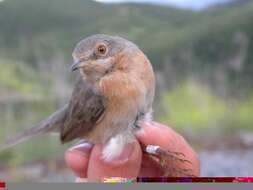 Plancia ëd Curruca iberiae (Svensson 2013)