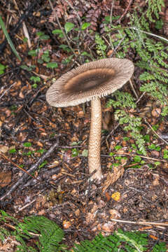 Image of Amanita pekeoides G. S. Ridl. 1991