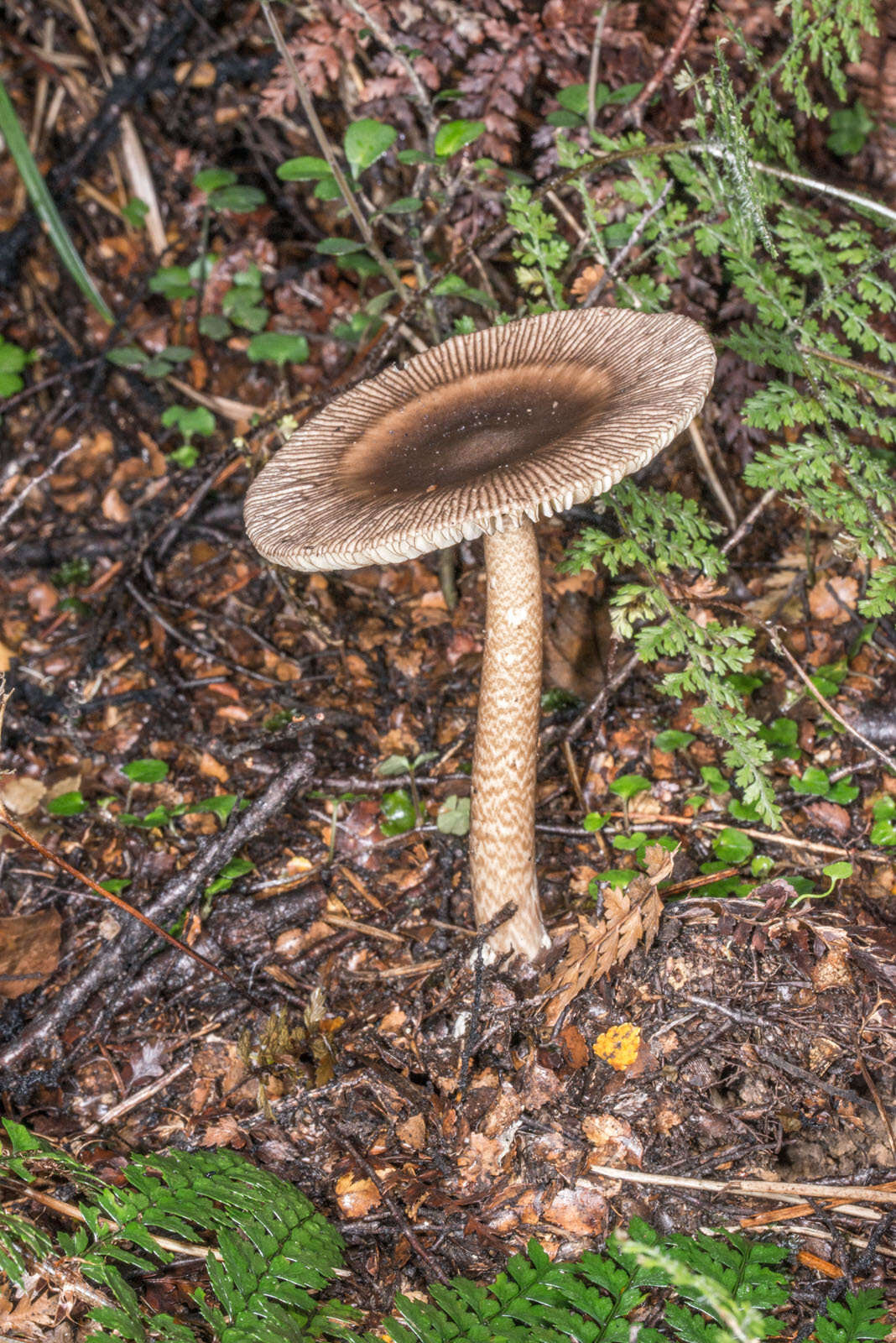 Image of Amanita pekeoides G. S. Ridl. 1991