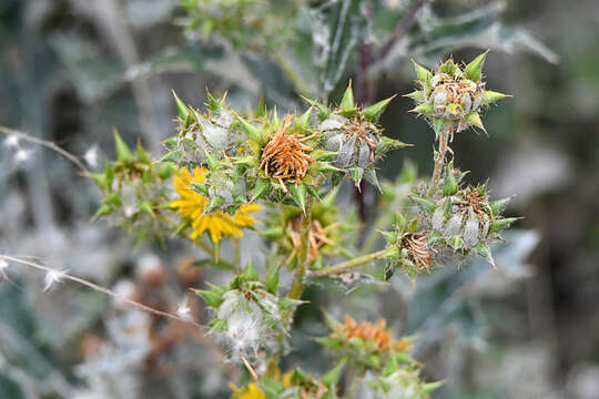 Image of prickly gousblom