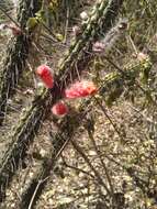 Image de Cleistocactus baumannii (Lem.) Lem.