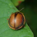 Image of Chelymorpha peruana Spaeth 1902