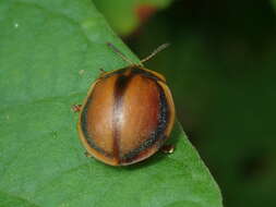 Image of Chelymorpha peruana Spaeth 1902