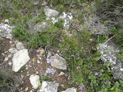 Image of Moraea calcicola Goldblatt